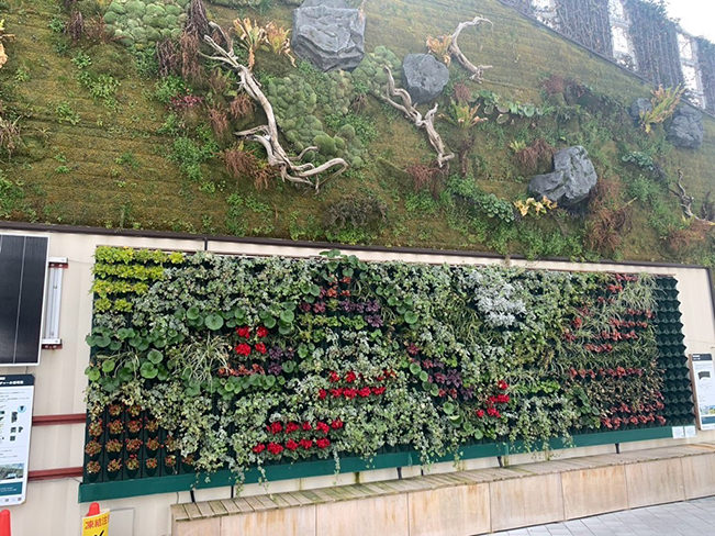 壁面緑化