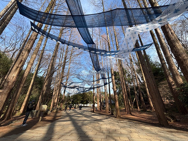 藍と霧のメタセコイア