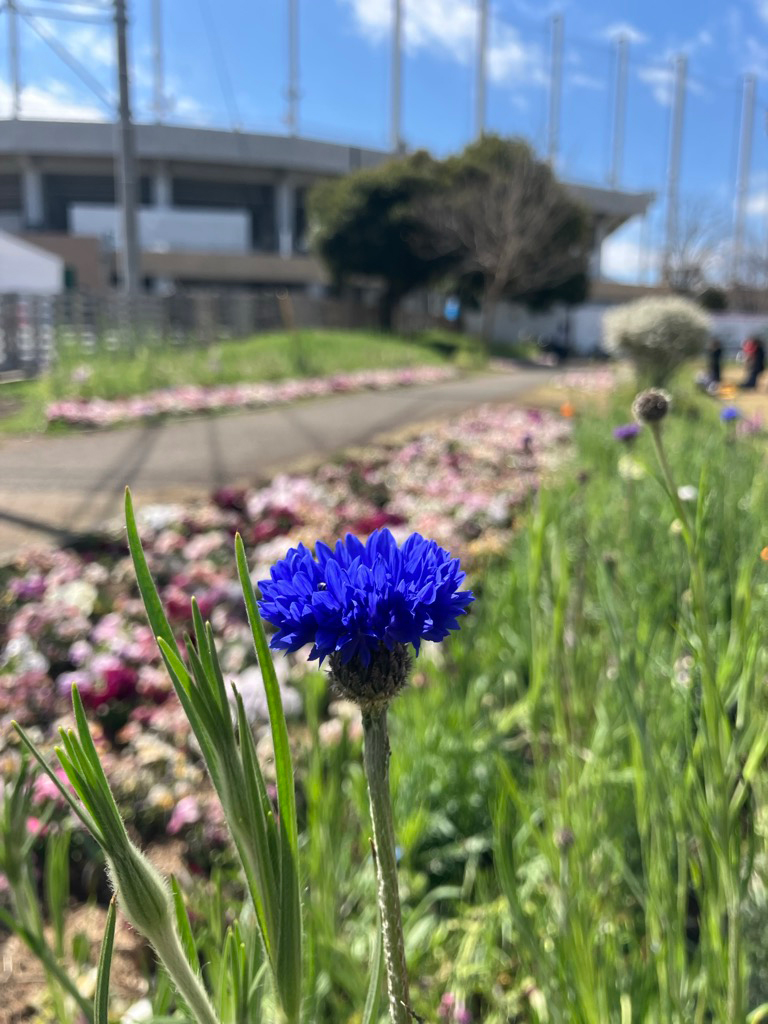 「花づくり・花かざり」花壇